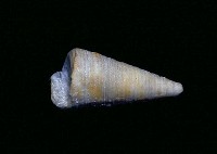 藏品(新腹足類)的圖片